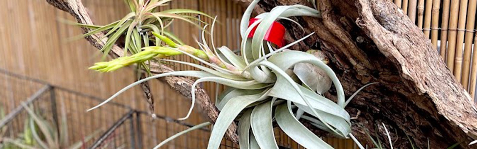 airplant, houseplant, greenhouse