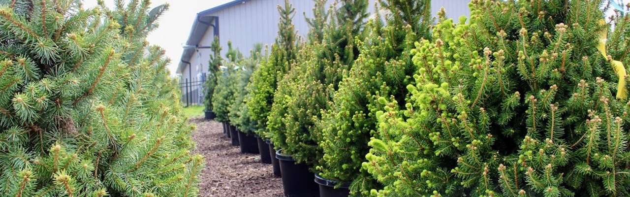 Nursery